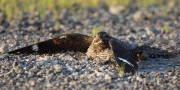 6s3a8396femalecommonnighthawk