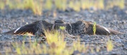 6s3a8406femalecommonnighthawk