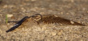 6s3a8415femalecommonnighthawk