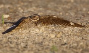 6s3a8419femalecommonnighthawk