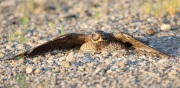 6s3a8425femalecommonnighthawk