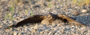 6s3a8427femalecommonnighthawk