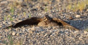 6s3a8430femalecommonnighthawk