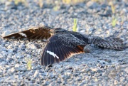 6s3a8442femalecommonnighthawk
