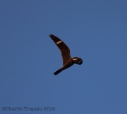 6s3a8464commonnighthawk
