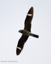 6s3a9755commonnighthawk