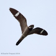 6s3a9822commonnighthawk
