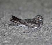 6s3a9951commonnighthawk
