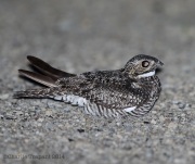 6s3a9954commonnighthawk