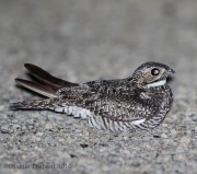 6s3a9957commonnighthawk