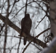 6S3A1852Immature_Northern_Goshawk
