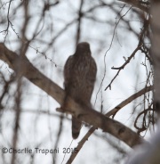 6S3A1857Immature_Northern_Goshawk