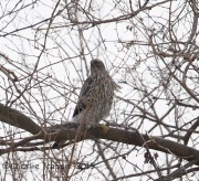 6S3A1976Immature_Northern_Goshawk