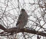 6S3A1977Immature_Northern_Goshawk