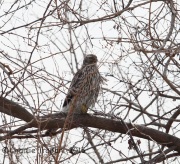 6S3A1979Immature_Northern_Goshawk