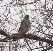 6S3A1980Immature_Northern_Goshawk