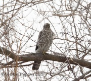 6S3A1990Immature_Northern_Goshawk