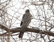 6S3A1991Immature_Northern_Goshawk
