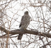 6S3A1993Immature_Northern_Goshawk