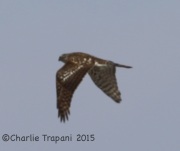 6S3A2048Northern_Goshawk