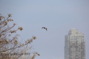 6S3A2049Goshawk_LSP_Full_Frame
