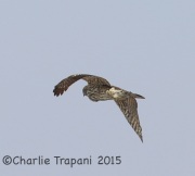 6S3A2049Northern_Goshawk