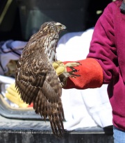 6S3A5007Northern_Goshawk_For_Release