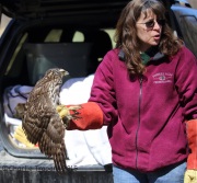 6S3A5008Northern_Goshawk_For_Release