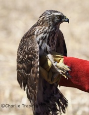6S3A5016Northern_Goshawk_For_Release