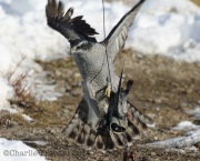 6S3A6244Northern_Goshawk_Adult