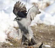 6S3A6245Northern_Goshawk_Adult