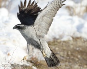6S3A6246Northern_Goshawk_Adult