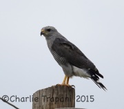 6S3A0822Gray_Hawk