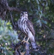 6S3A3586Immature_Gray_Hawk