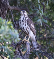 6S3A3587Gray_Hawk_Immature