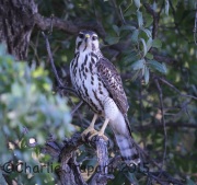 6S3A3590Immature_Gray_Hawk