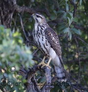 6S3A3597Immature_Gray_Hawk