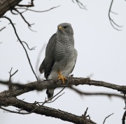 6S3A3688Gray_Hawk_VF_Mag copy