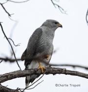 6S3A3701Gray_Hawk
