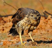 0J6A1800Great_Black_Hawk_Maine