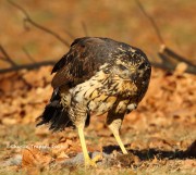 0J6A1802Great_Black_Hawk_Maine
