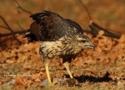 0J6A1806Great_Black_Hawk_Maine