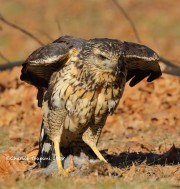 0J6A1819Great_Black_Hawk_Maine