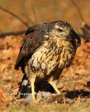 0J6A1821Great_Black_Hawk_Maine