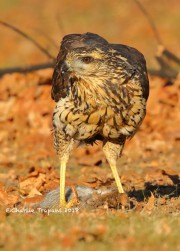 0J6A1826Great_Black_Hawk_Maine