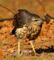 0J6A1836Great_Black_Hawk_Maine