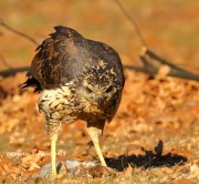 0J6A1848Great_Black_Hawk_Maine