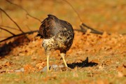 0J6A1852Great_Black_Hawk_Maine