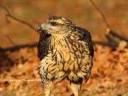 0J6A1857Great_Black_Hawk_Maine