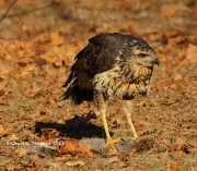 0J6A1862Great_Black_Hawk_Maine